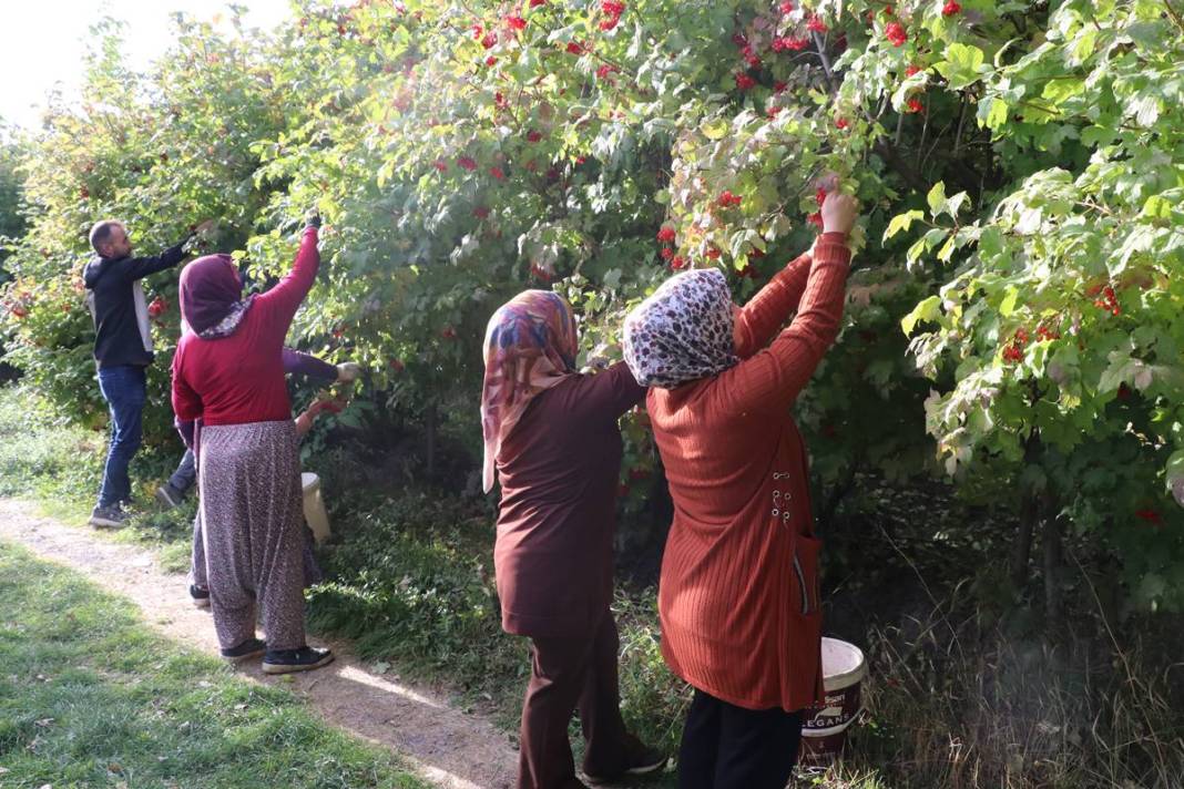 Erciyes'in eteklerinde 'kırmızı altın' mesaisi başladı: Kilosu 100 TL'ye kadar alıcı buluyor 13